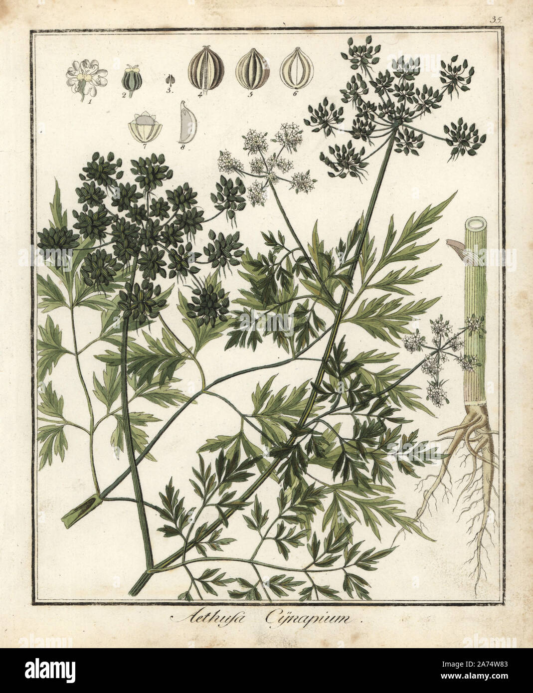 Fool's cicely oder Gift Petersilie, Aethusa cynapium. Papierkörbe Kupferstich von Dr. Friedrich Gottlob Hayne's Medical Botany, Berlin, 1822. Hayne (1763-1832) war ein deutscher Botaniker, Apotheker und Professor für Pharmazeutische Botanik an der Universität Berlin. Stockfoto