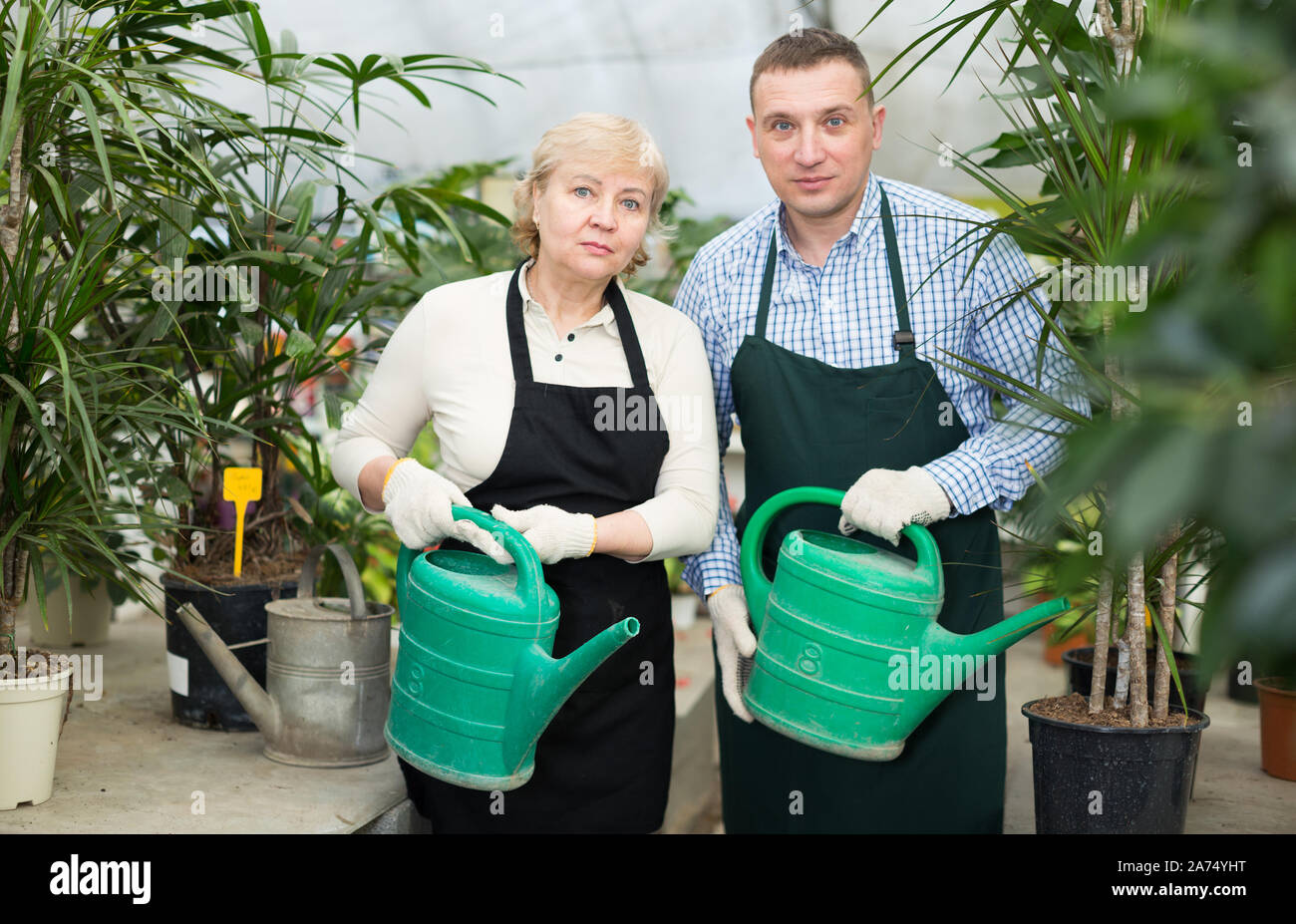 Zwei Gärtner sind bewässert Blumen miteinander in der Orangerie