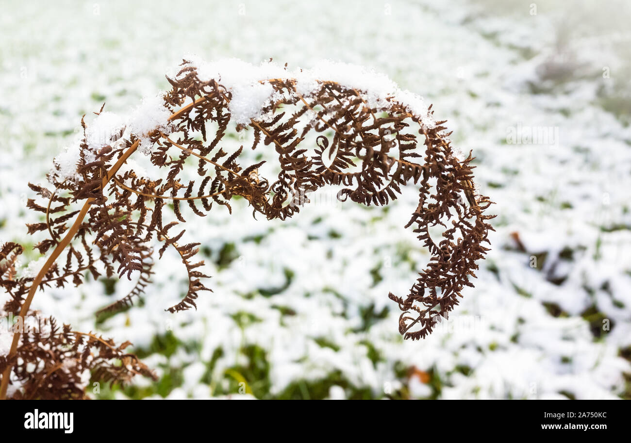 Trockene Farnblätter bedeckt mit frischen Schnee. Herbst natürlichen Hintergrund, Nahaufnahme Foto mit weichen selektiven Fokus Stockfoto