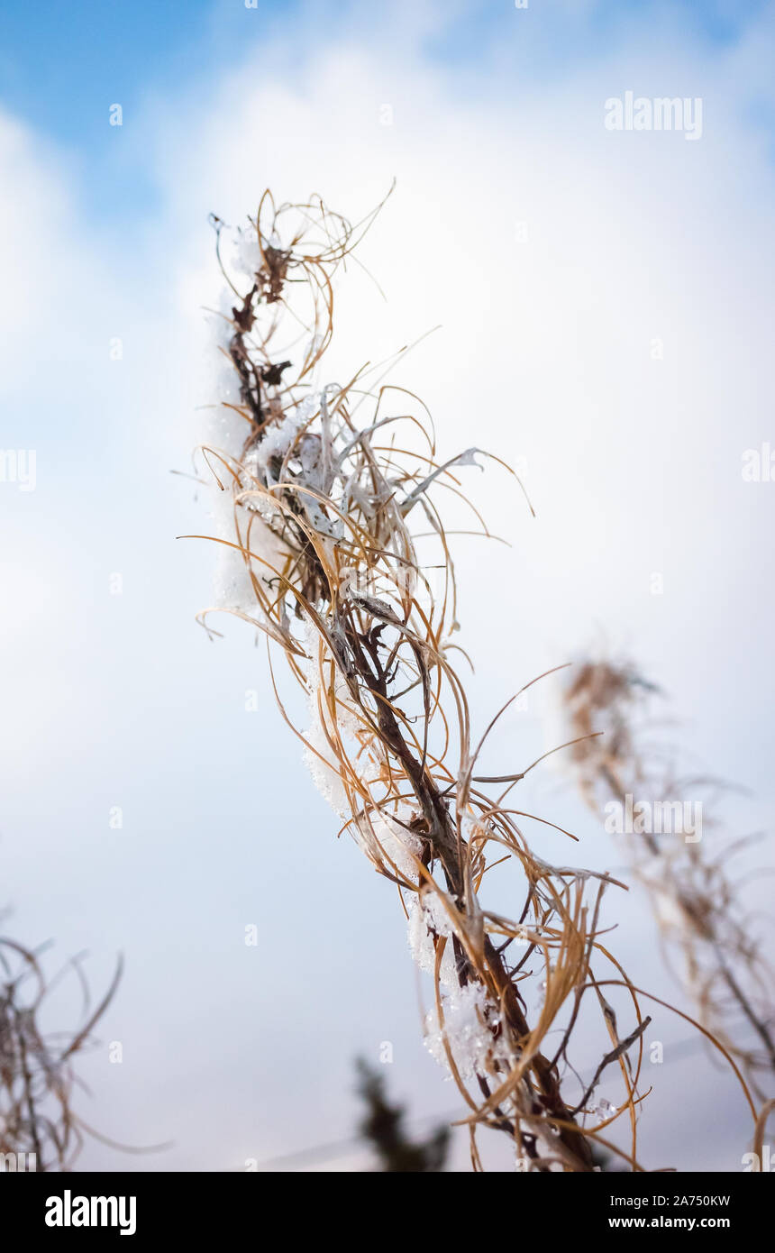 Trockene blühenden Sally mit frischem Schnee. Nahaufnahme mit selektiven Fokus Stockfoto Trockene blühenden Sally mit frischem Schnee. Nahaufnahme mit selektiven Fokus Stockfoto