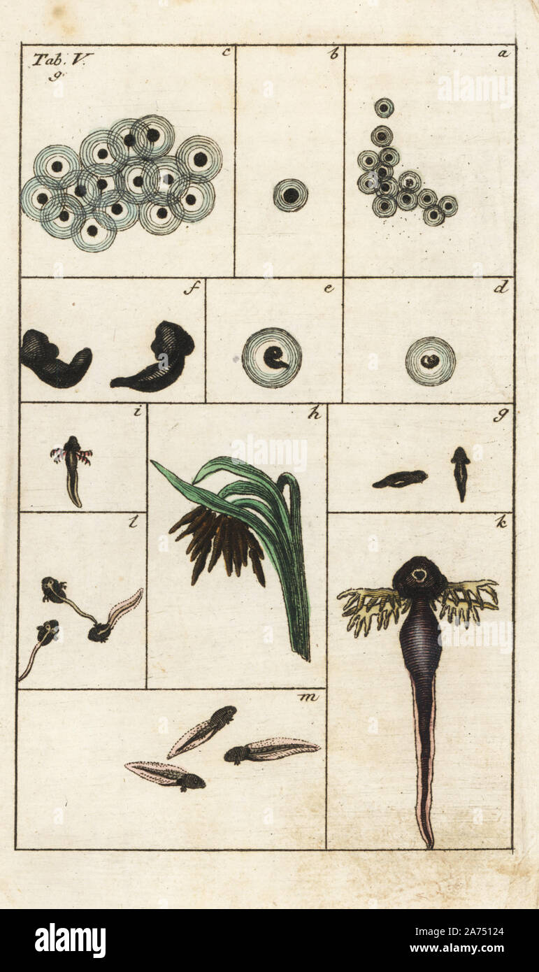 Die Metamorphose vom Ei der Gemeinsamen braun Frosch zu Kaulquappe, Rana temporaria. Papierkörbe Kupferstich von G. T. Wilhelm 'Lexikon der natürlichen Geschichte: Amphibia', Augsburg, 1794. Gottlieb Tobias Wilhelm (1758-1811) war ein bayerischer Priester und naturforscher wie der Deutsche Buffon bekannt. Stockfoto