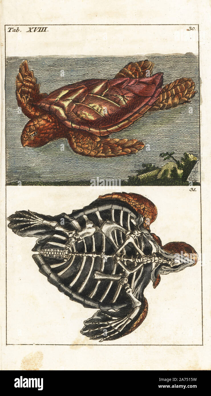 Karettschildkröte, Caretta caretta (gefährdete) 30 und Skelett der gleichen 31. Papierkörbe Kupferstich von G. T. Wilhelm 'Lexikon der natürlichen Geschichte: Amphibia', Augsburg, 1794. Gottlieb Tobias Wilhelm (1758-1811) war ein bayerischer Priester und naturforscher wie der Deutsche Buffon bekannt. Stockfoto