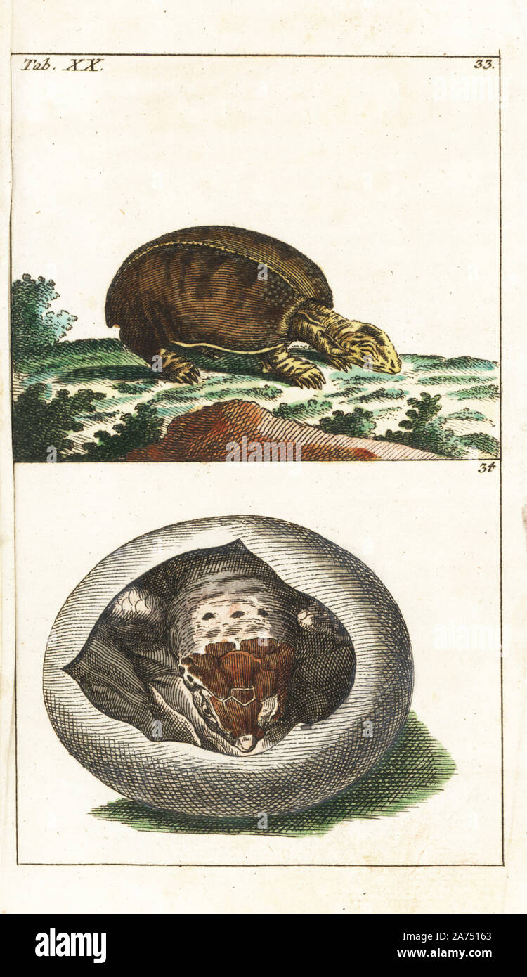 Florida softshell turtle, Apalone ferox (Testudo membranacea) 33 und Junge im Ei. Papierkörbe Kupferstich von G. T. Wilhelm 'Lexikon der natürlichen Geschichte: Amphibia', Augsburg, 1794. Gottlieb Tobias Wilhelm (1758-1811) war ein bayerischer Priester und naturforscher wie der Deutsche Buffon bekannt. Stockfoto