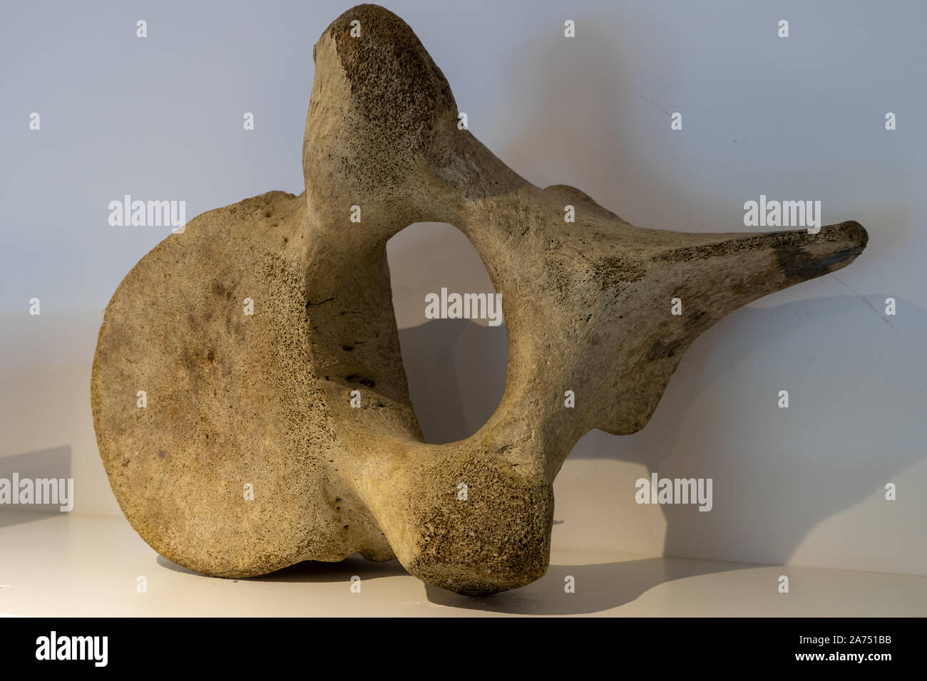 Ein Wal Wirbel auf dem Display in einem Museum Stockfoto