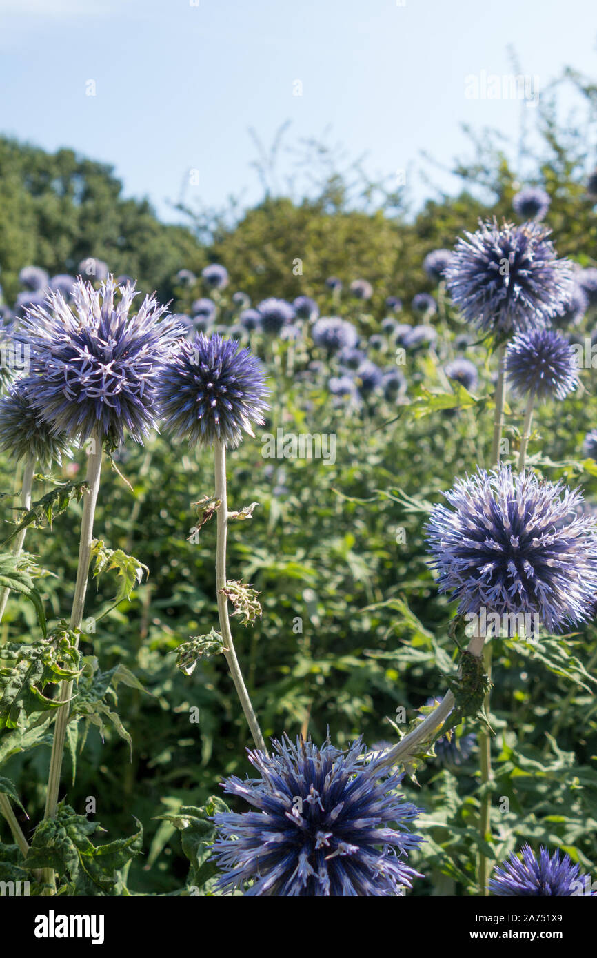 Wildflower planting in einem Park pollinator freundlich Stockfoto