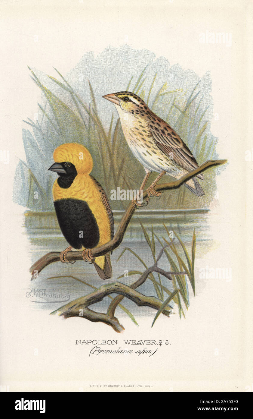Gelb - gekrönte Bischof, Euplectes afer. (Napoleon Weaver, Pyromelana afra) Chromolithograph von Brumby und Clarke nach einem Gemälde von Frederick William Frohawk von "ausländischen Arthur Gardiner Butler's Finken in Gefangenschaft", London, 1899. Stockfoto