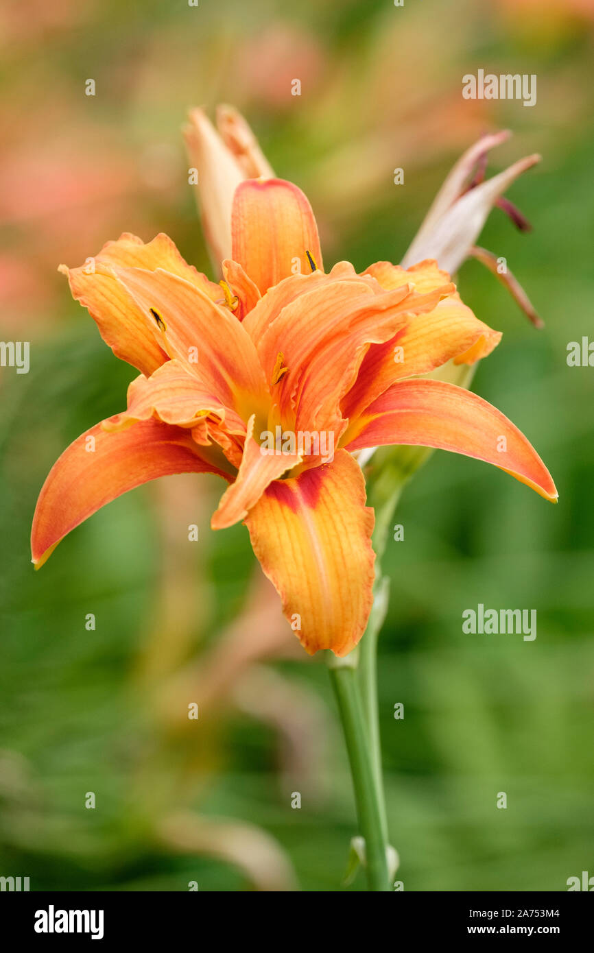 Orange Blüten der Hemerocallis fulva Vielzahl Millionenstadt, Küsten Tag Lily Stockfoto