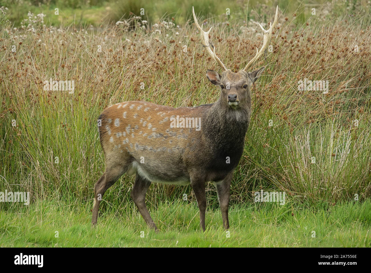 Männliche Sika Deer Stockfoto