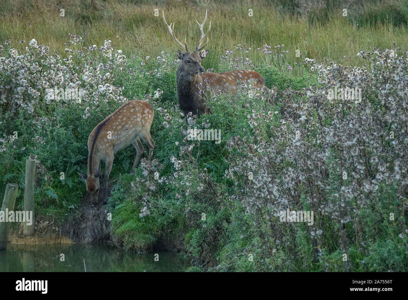 Sika Reh, Hirsch mit Hind. Stockfoto