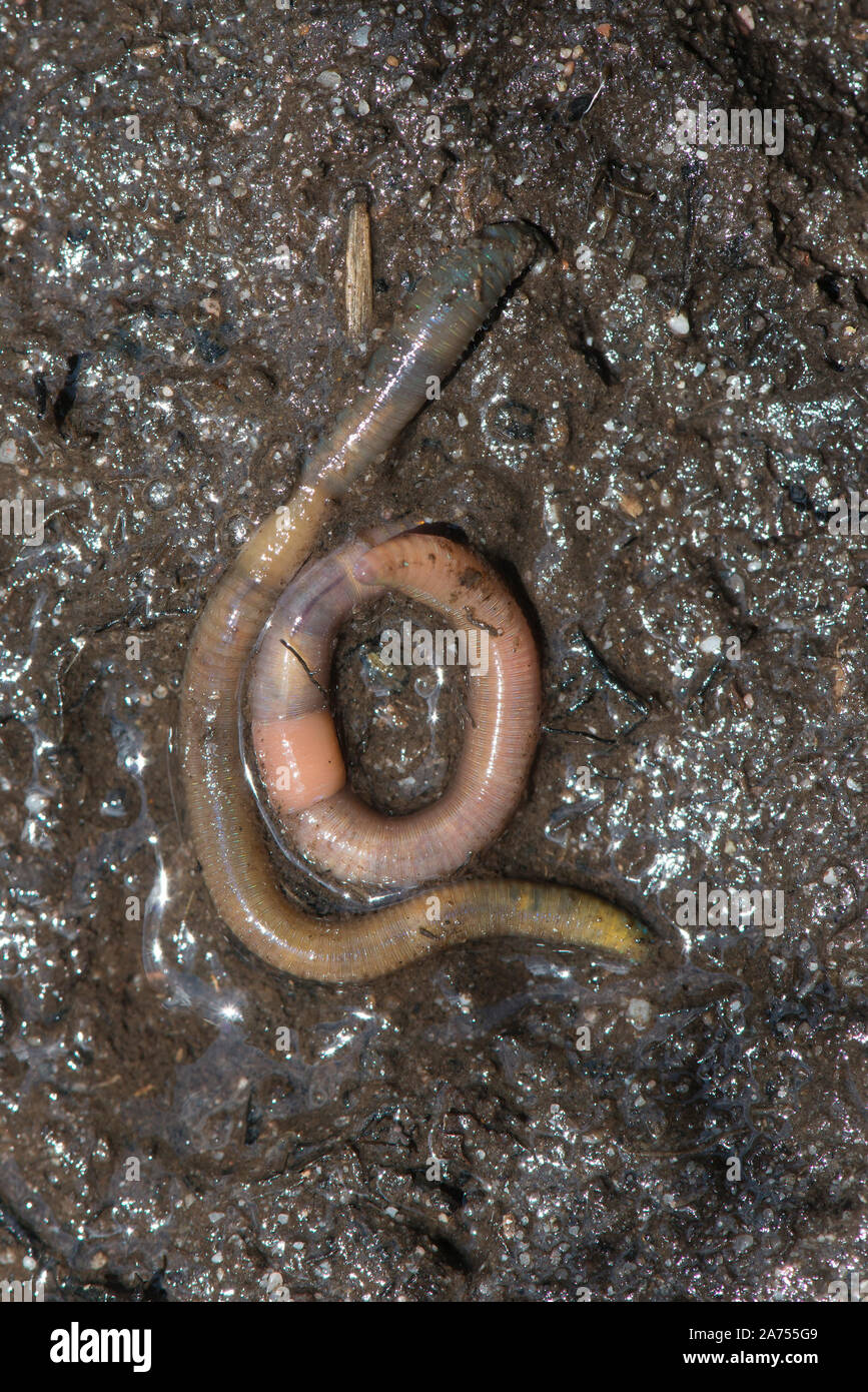 Grüne Wurm (Allolobophora chlorotica) endogene Wurm durch Clitellum am 29  Segment und gelben Ring Präsenz bestimmt Stockfotografie - Alamy