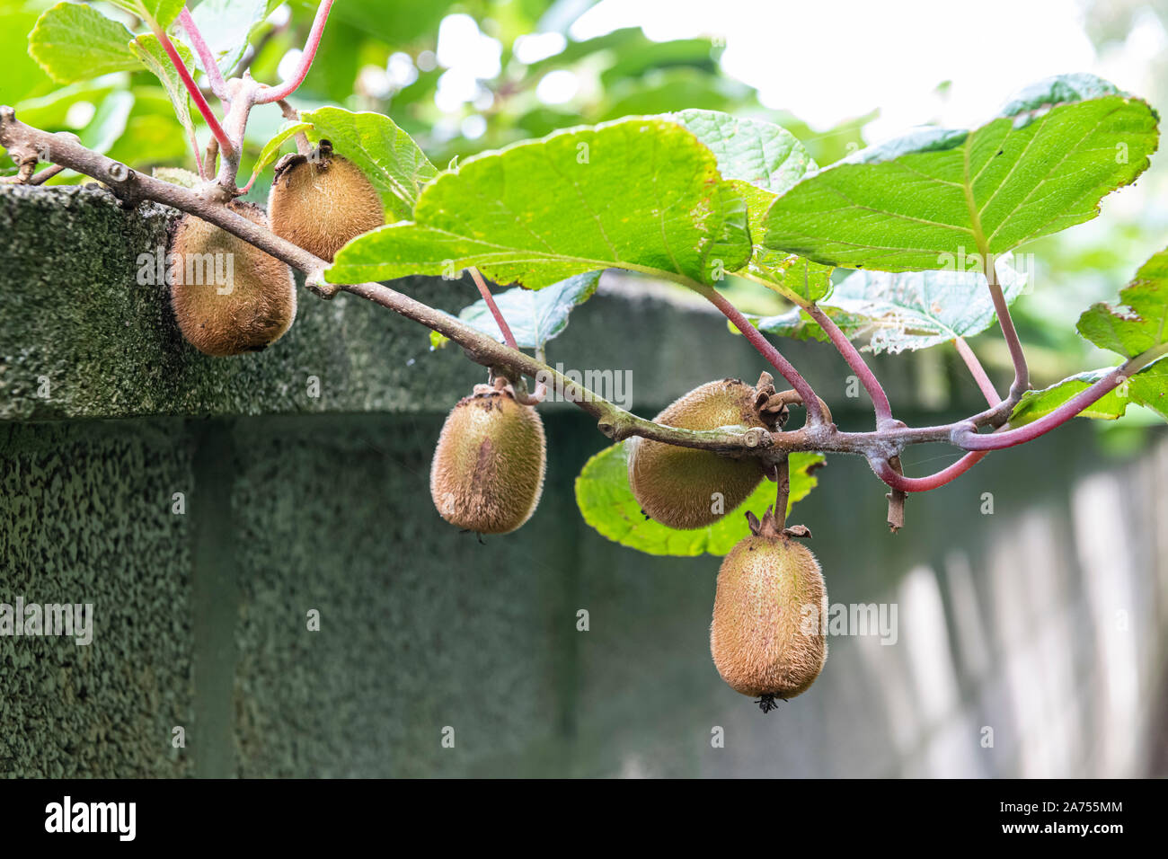 Kiwi actinidia sinensis Fotos und Bildmaterial in hoher Auflösung Alamy