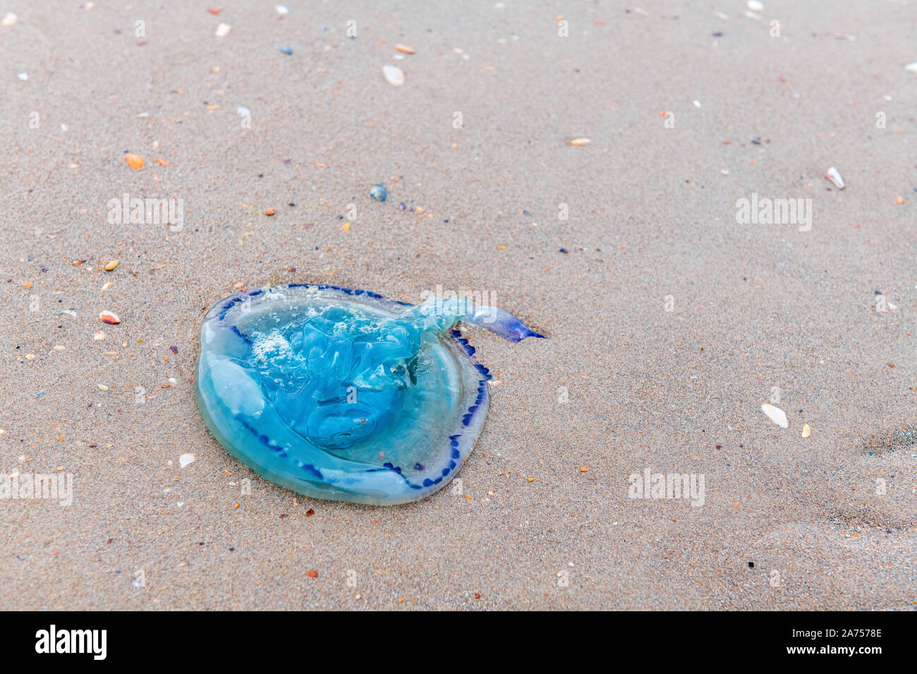 Ohrenquallen (Aurelia aurita) auf einem Strand im Sommer gestrandet, Hauts-de-France, Frankreich Stockfoto