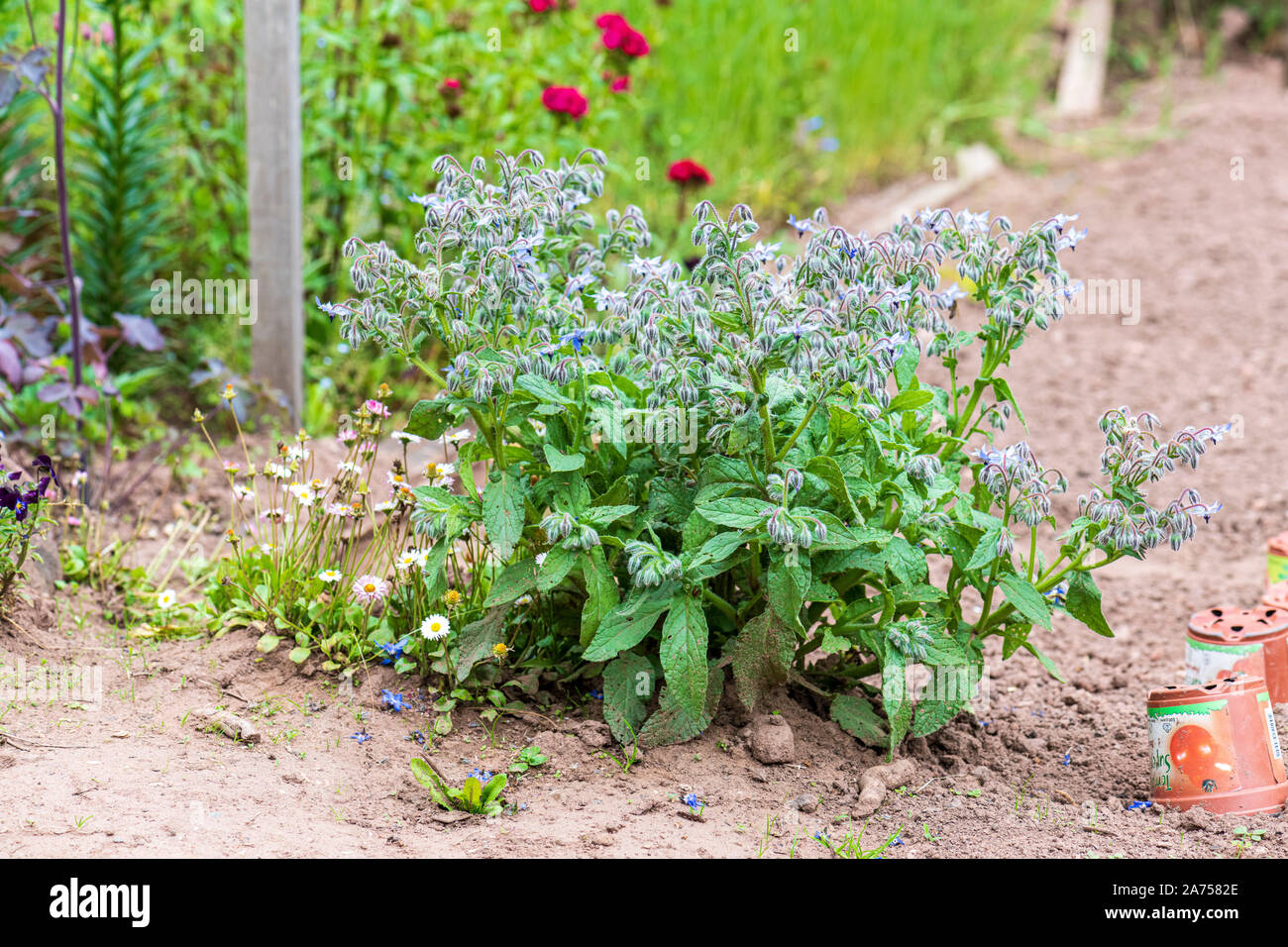 Gemeine borretsch borago officinalis Fotos und Bildmaterial in hoher