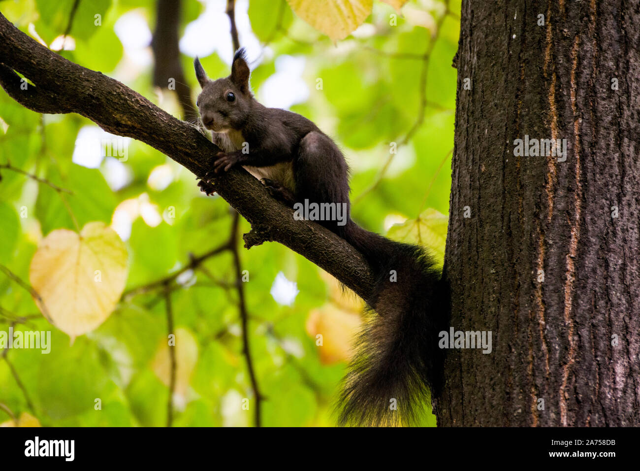 Ein park Eichhörnchen sitzt auf einem Ast; eine agile Baum - Wohnung Nagetier mit buschigem Schwanz, in der Regel Fütterung auf Nüsse und Samen. Stockfoto