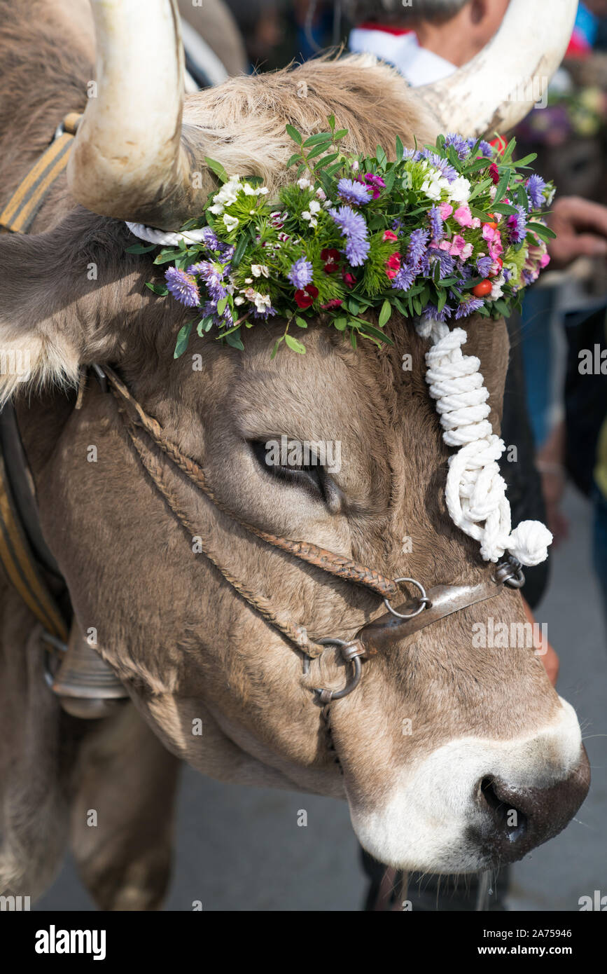 Eine Nahaufnahme von einem Preis, der in den Schweizer Alpen lenken Stockfoto