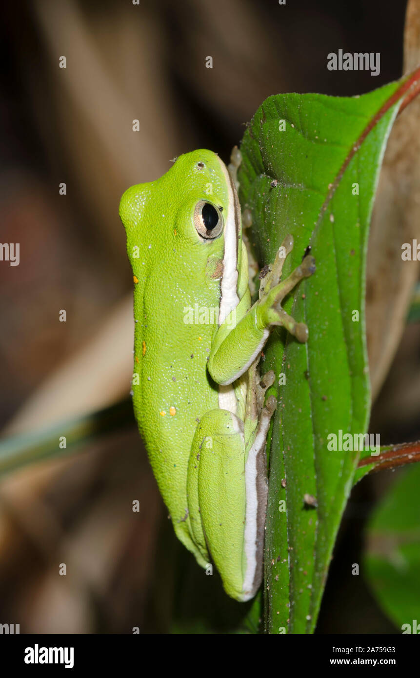 Die amerikanischen Grünen Laubfrosch, Hyla cinerea Stockfoto