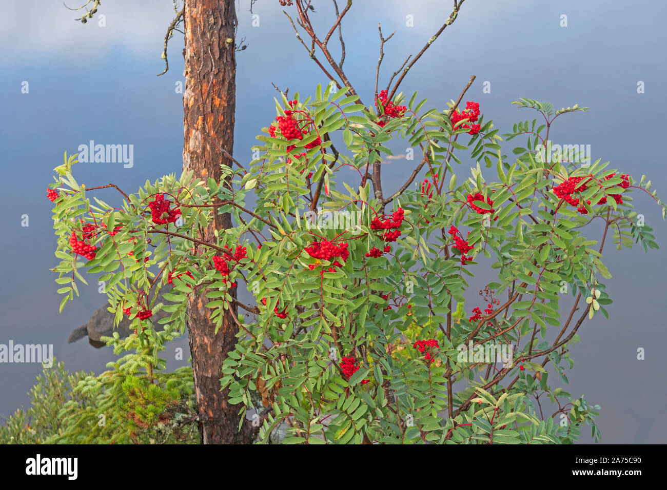 Mountainn Asche Beeren im Herbst in der Boundary Waters in Minnesota Stockfoto