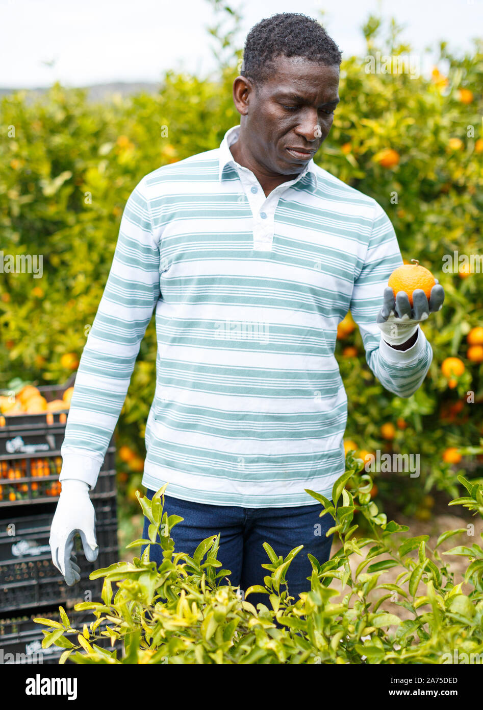 Lächelnd Afro-amerikanische farmer Ernte reif mandarin Orangen auf zitrusplantage Stockfoto