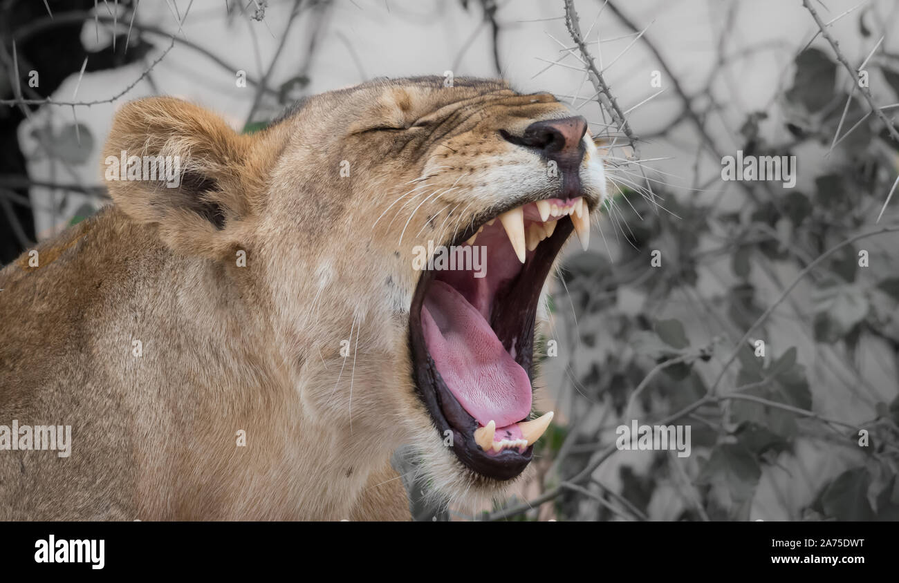 Löwen in der Serengeti National Park, Tansania Stockfoto