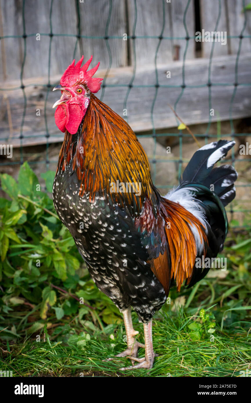 Proveis-Ultentaler Huhn Hahn krähen, einer vom Aussterben bedrohten Rasse Huhn aus Südtirol Stockfoto