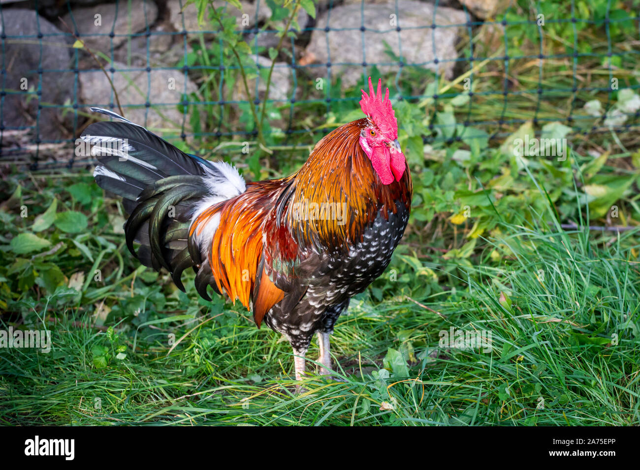 Proveis-Ultentaler Huhn Hahn, einer vom Aussterben bedrohten Rasse Huhn aus Südtirol Stockfoto