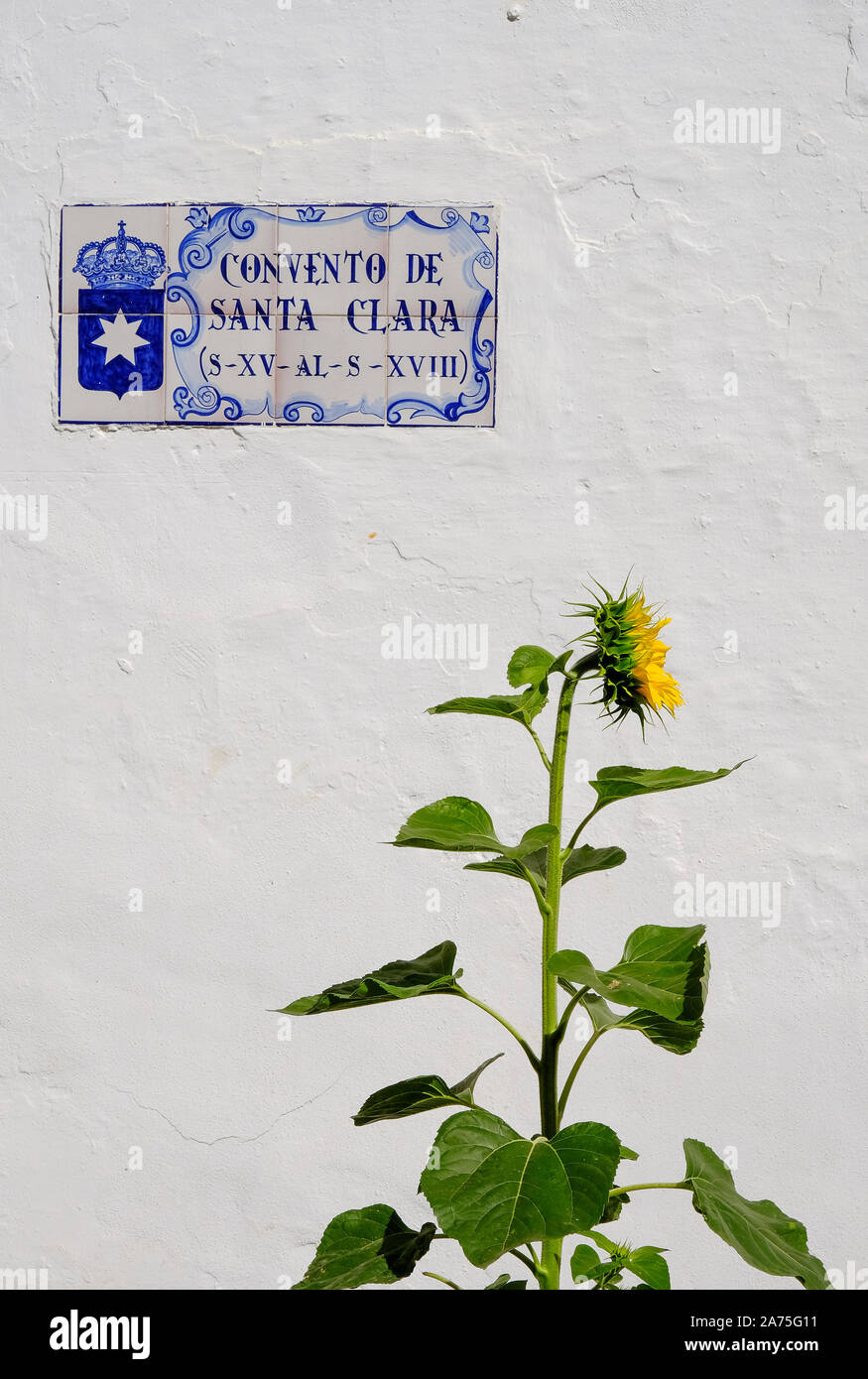 Sonnenblume immer gegen die Wand des Kloster Santa Clara, Carmona, Andalusien, Spanien Stockfoto