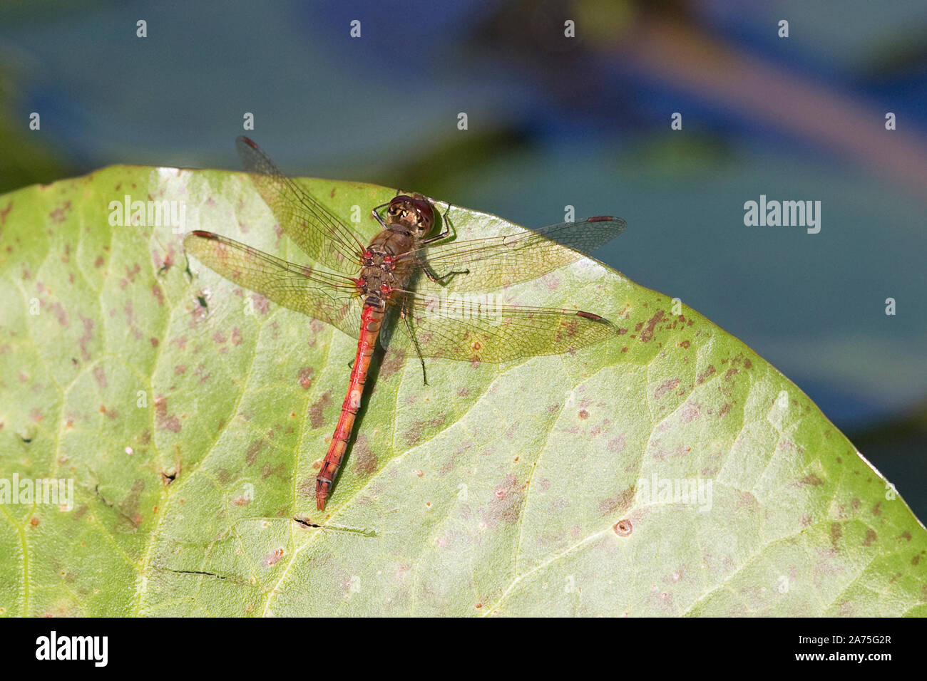 Gemeinsame Darter (Sympetrum striolatum) Stockfoto