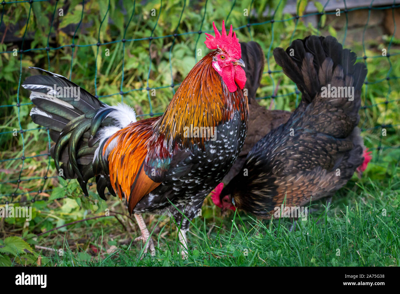 Proveis-Ultentaler Hühner, einer vom Aussterben bedrohten Rasse Huhn aus Südtirol Stockfoto