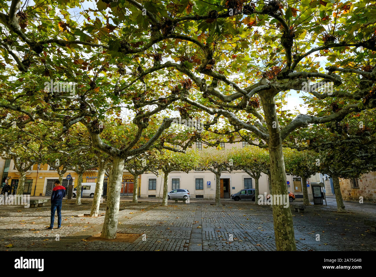 Ebene gemeinsam Bäume verpflanzt Schatten im Sommer zur Verfügung zu stellen. Plaza de Viriato, Zamora. Spanien Stockfoto