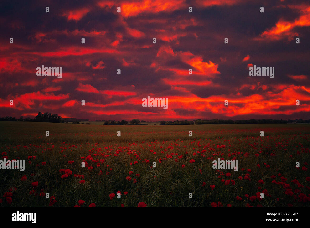 Mohnfeld mit dramatischem roten Himmel Stockfoto