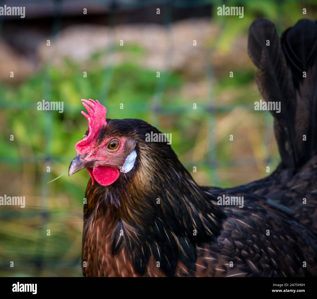 Proveis-Ultentaler huhn huhn, einer vom Aussterben bedrohten Rasse aus Südtirol Stockfoto