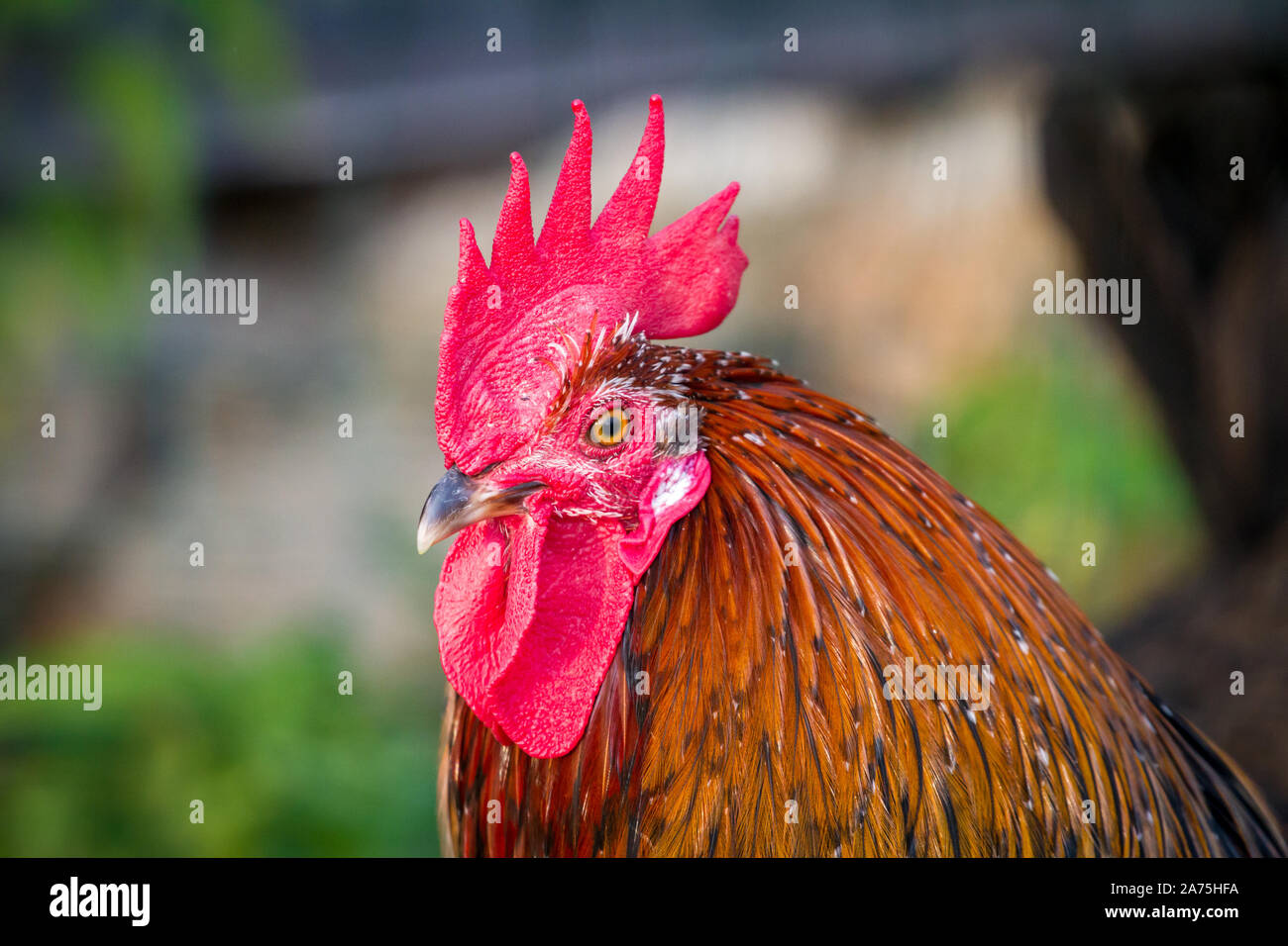 Proveis-Ultentaler Huhn Hahn, einer vom Aussterben bedrohten Rasse Huhn aus Südtirol Stockfoto