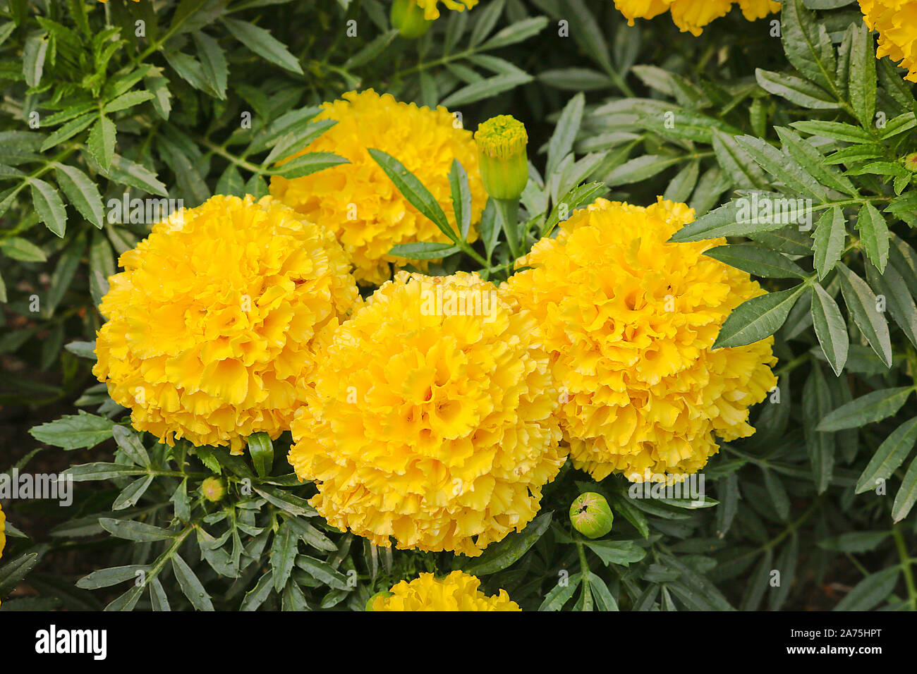 Rasen Blumen große gelbe Mexikanische studentenblume (Tagetes erecta). Close-up. Stockfoto