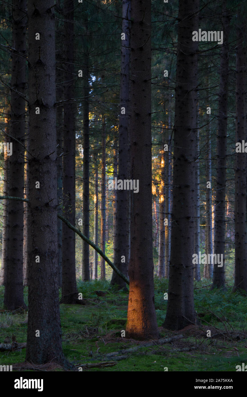 Dunklen Kiefernwald, eine lightspot auf einem Baum Stamm und in der Ferne einige Bäume, die von der untergehenden Sonne angestrahlt werden Stockfoto