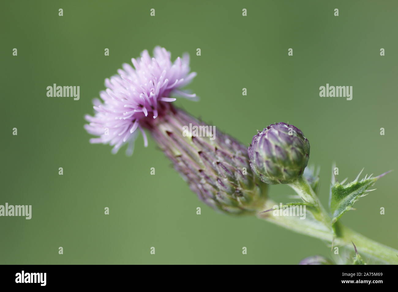 Farbe Nahaufnahme Bild eines lila Distel Blüte und eine ungeöffnete Bud Stockfoto