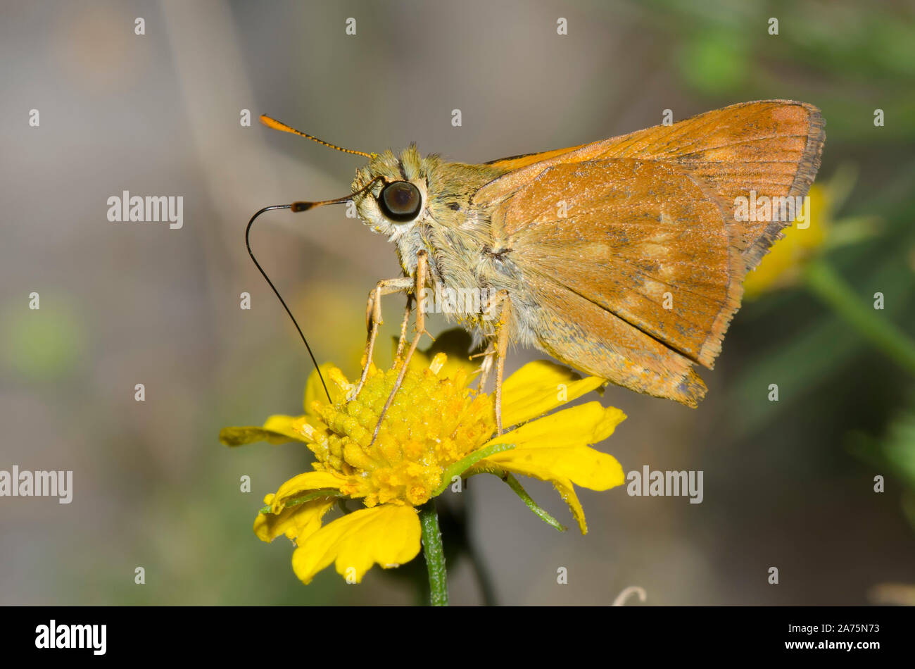 Südlicher Bruchstrich, Polites otho, Nektaring von Nieselalgen, Helenium Amarum Stockfoto