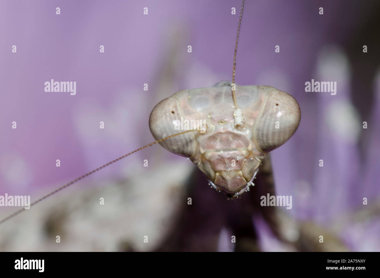 Mantis, Familie Mantidae, lauernd auf Distel, Cirsium sp. Stockfoto