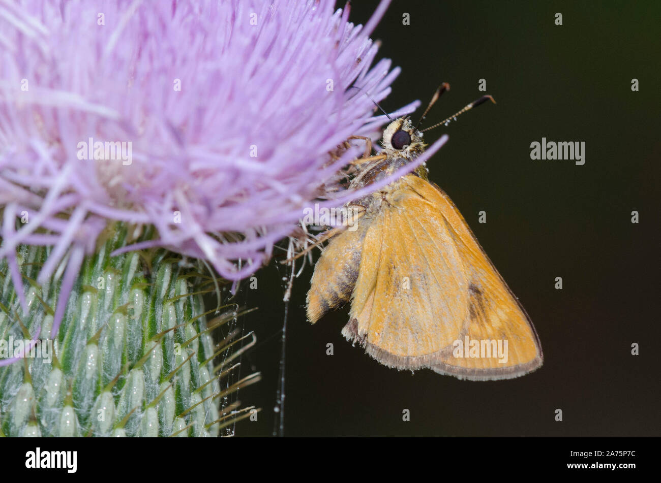 Byssus Skipper, Atrytone byssus, Distelnektar, Cirsium sp. Stockfoto