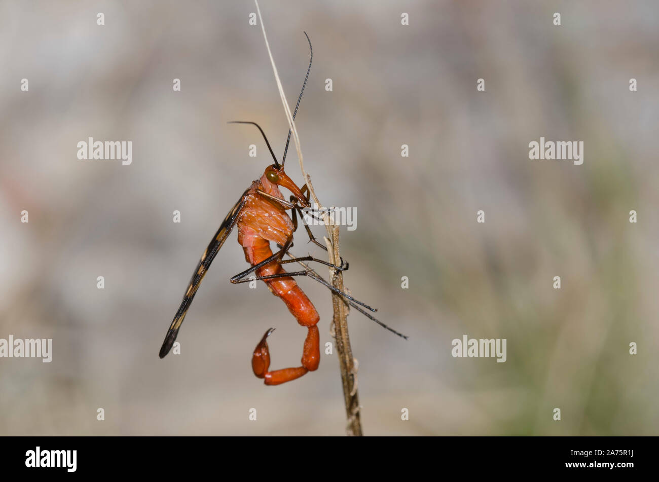Gemeinsame Scorpionfly, Panorpa nuptialis, männlich Stockfoto