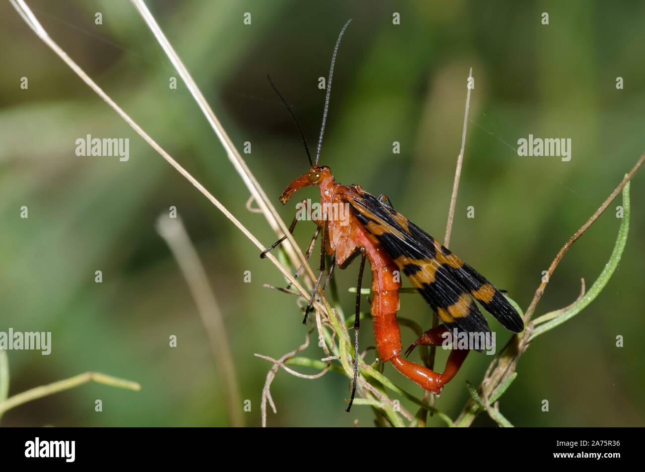 Gemeinsame Scorpionfly, Panorpa nuptialis, männlich Stockfoto