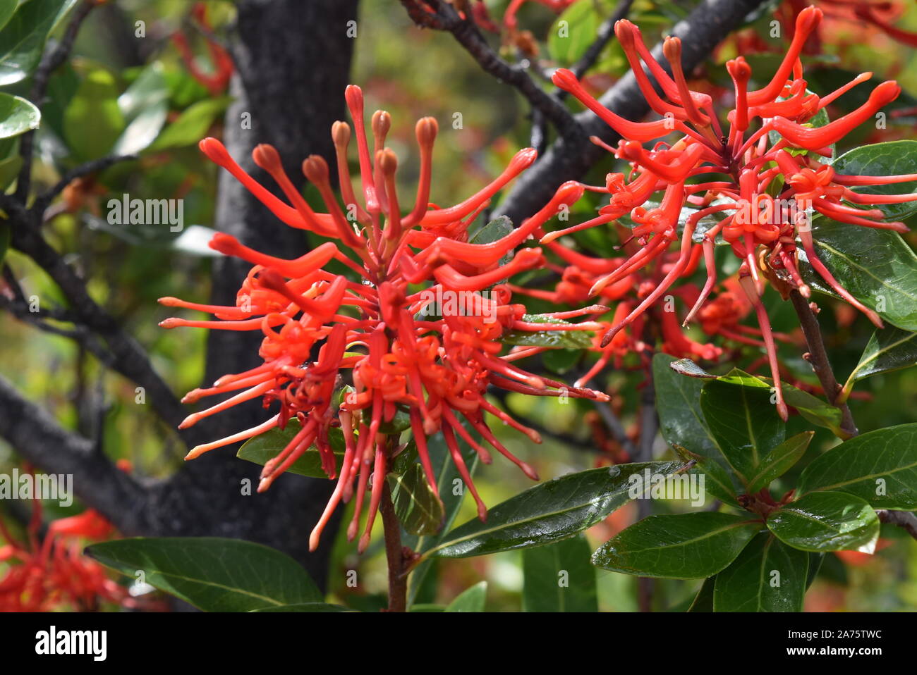 Flor Del Notro o árbol de Fuego, en la Patagonien Argentinien Stockfoto
