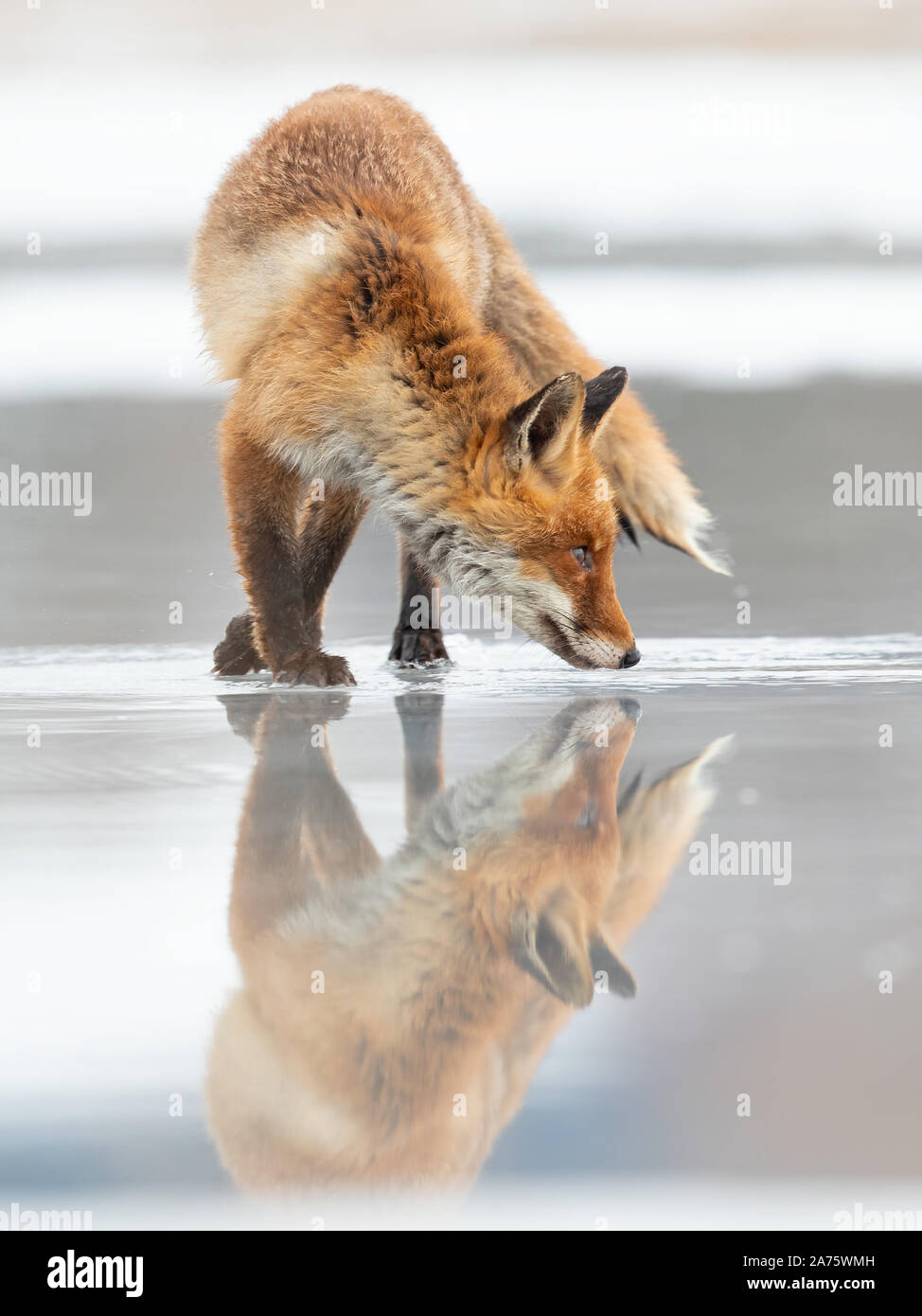 Red Fox während der letzten Winter in der Tschechischen Republik Stockfoto