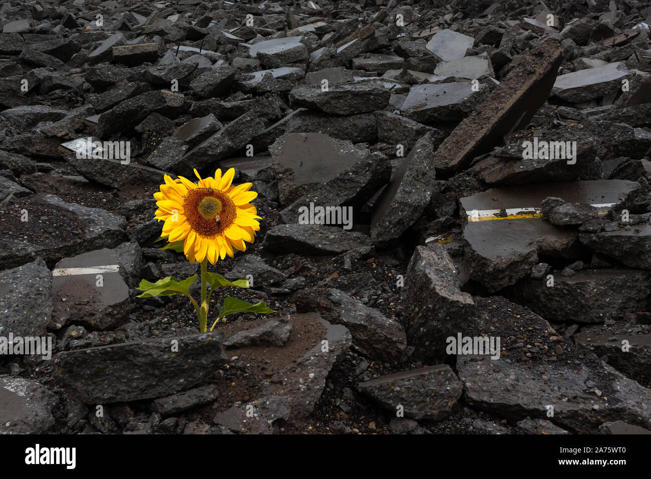 Sonnenblume auf einem Haufen Schutt Stockfoto