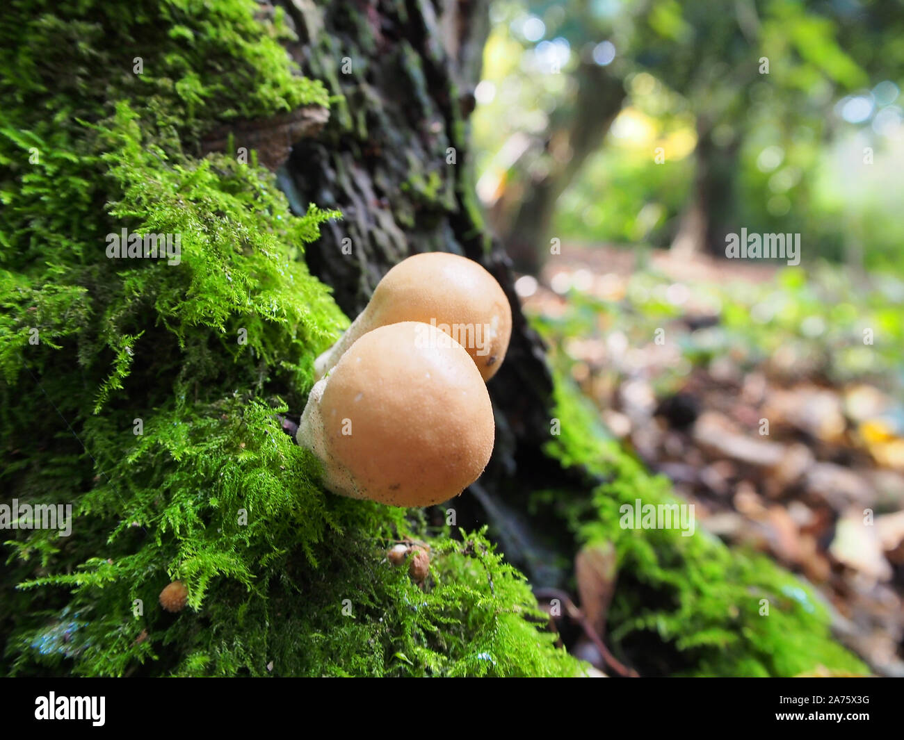 Stumpf Puffball- oder birnenförmig Puffball (Lycoperdon Pyriforme) von einem Bemoosten Baumstumpf im Herbst, Großbritannien Stockfoto
