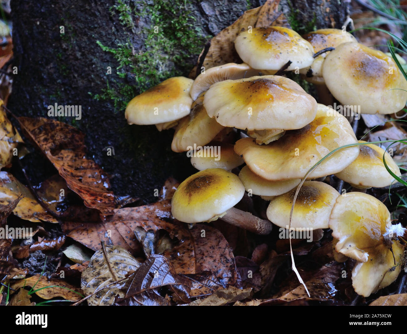 Honig Pilz wächst nach Regen im Herbst Stockfoto