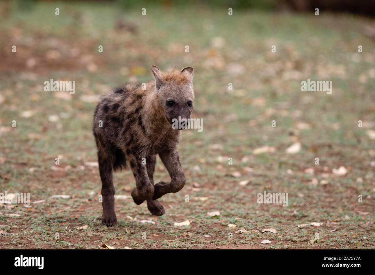 Tüpfelhyäne (Crocuta crocuta) Cub läuft, Mashatu Game Reserve, Botswana Stockfoto