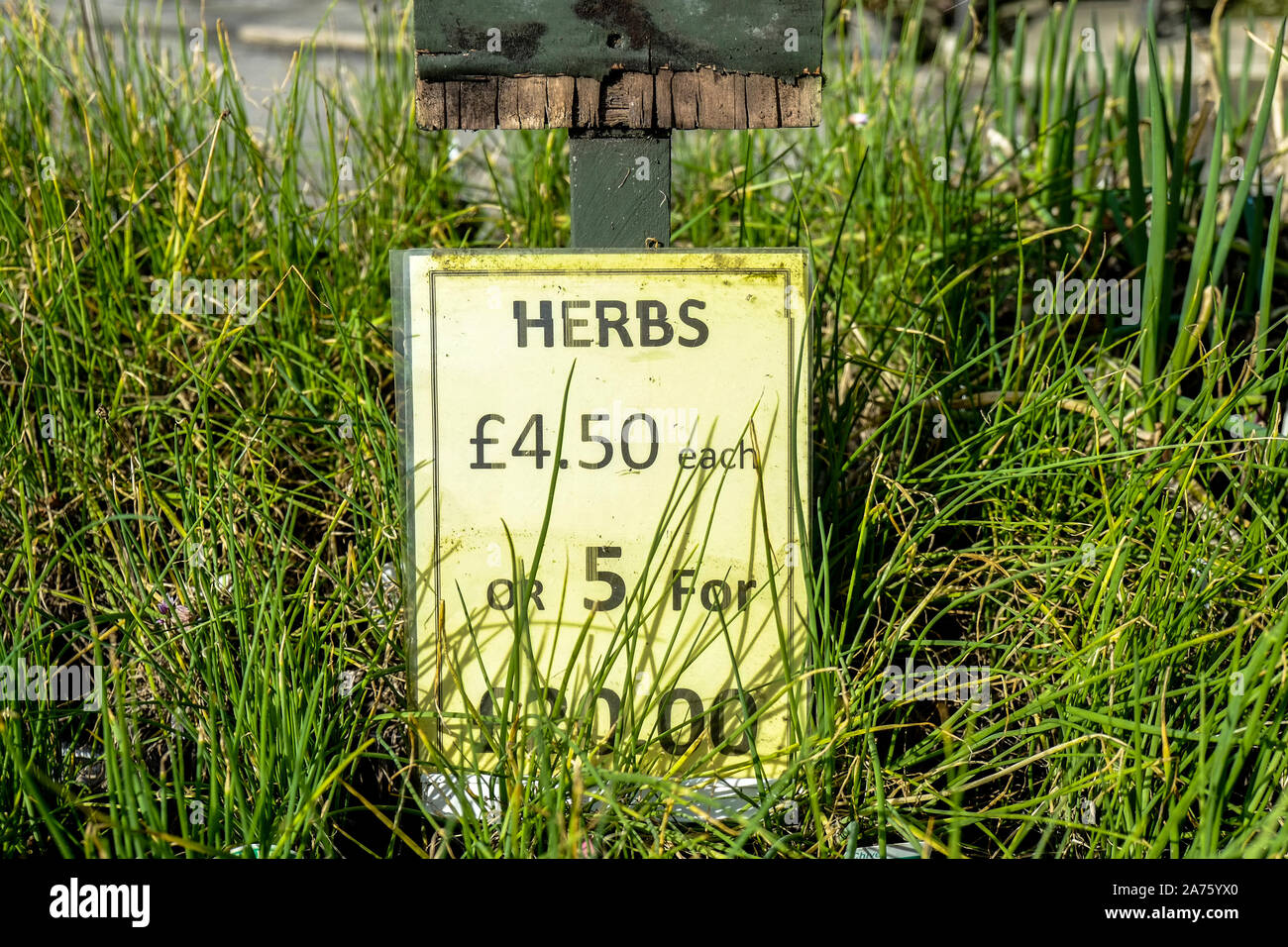 Ein Zeichen für Kräuter auf Verkauf in einer Gärtnerei. Stockfoto