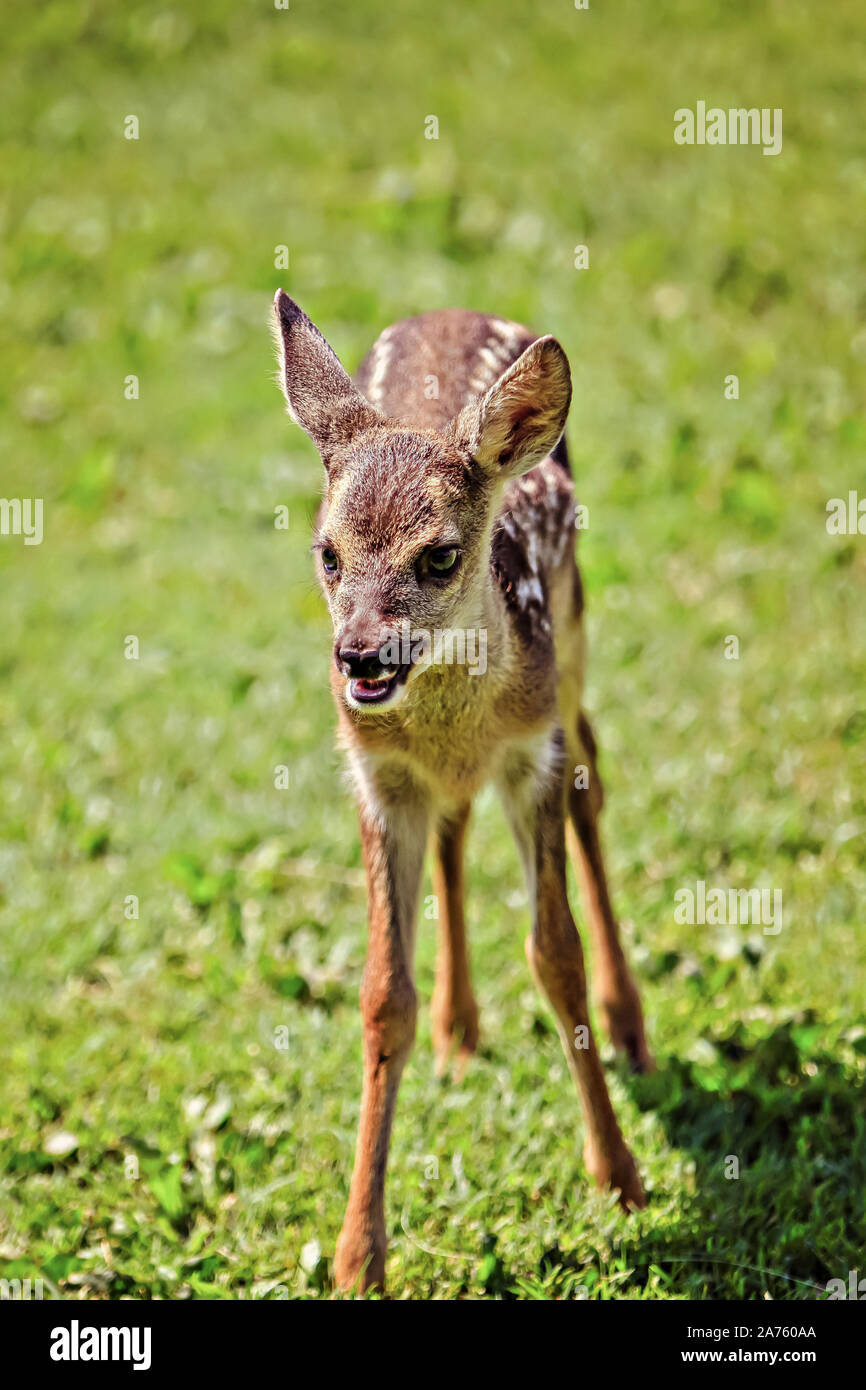 Nette junge Wilde Rehe Stockfoto