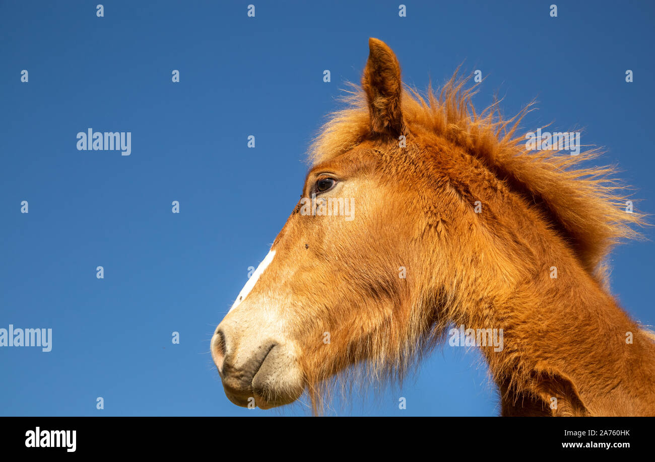 Chestnut Fohlen des Entwurfs der Pferd mit auf dem Gesicht stand gegen den blauen Himmel an einem sonnigen Tag in der Natur fliegt Stockfoto