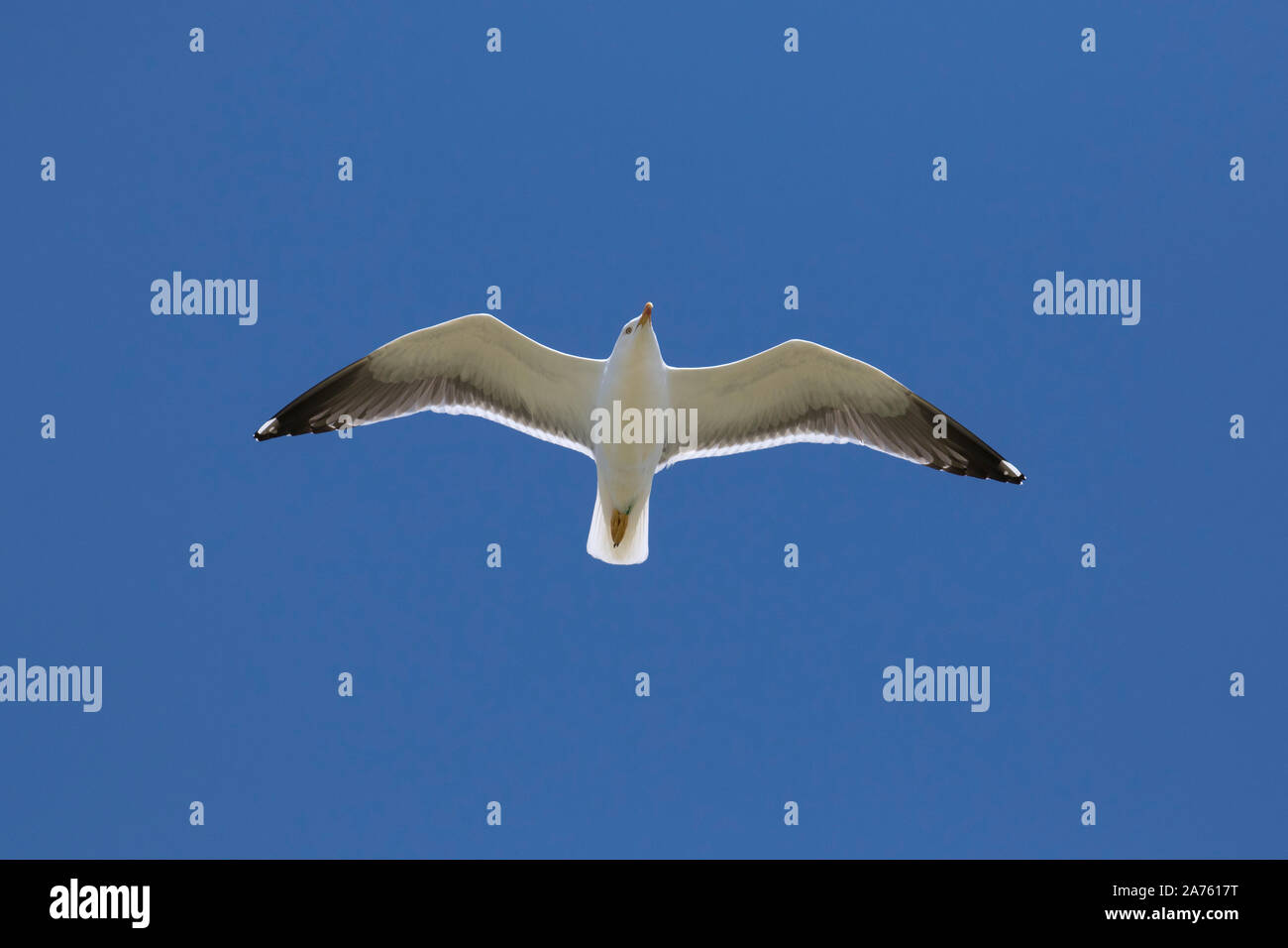 Heringsmöwe (Larus fuscus) im Flug gegen den blauen Himmel Stockfoto